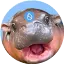 HIPPO